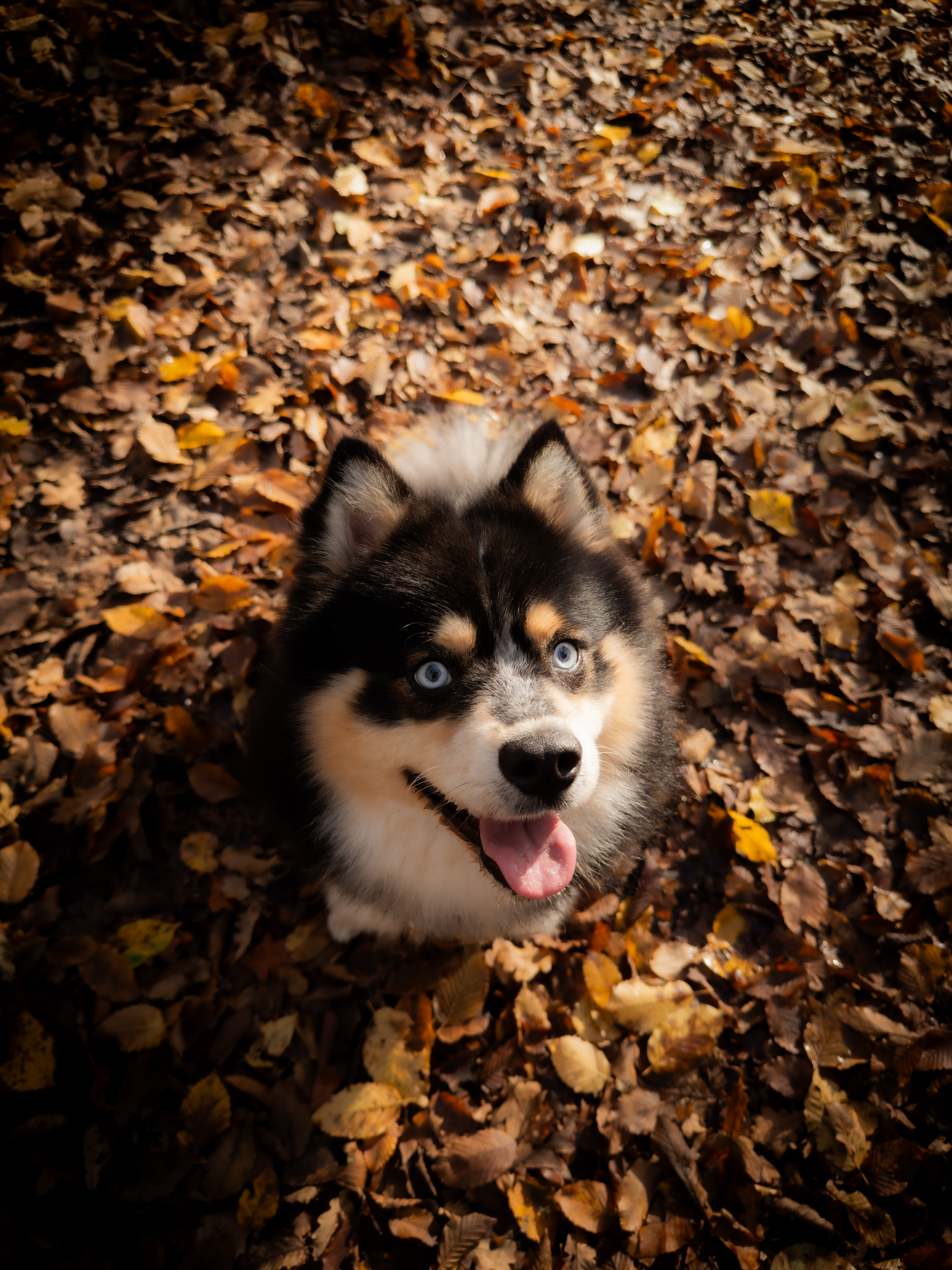 Aperçu de la catégorie Animaux